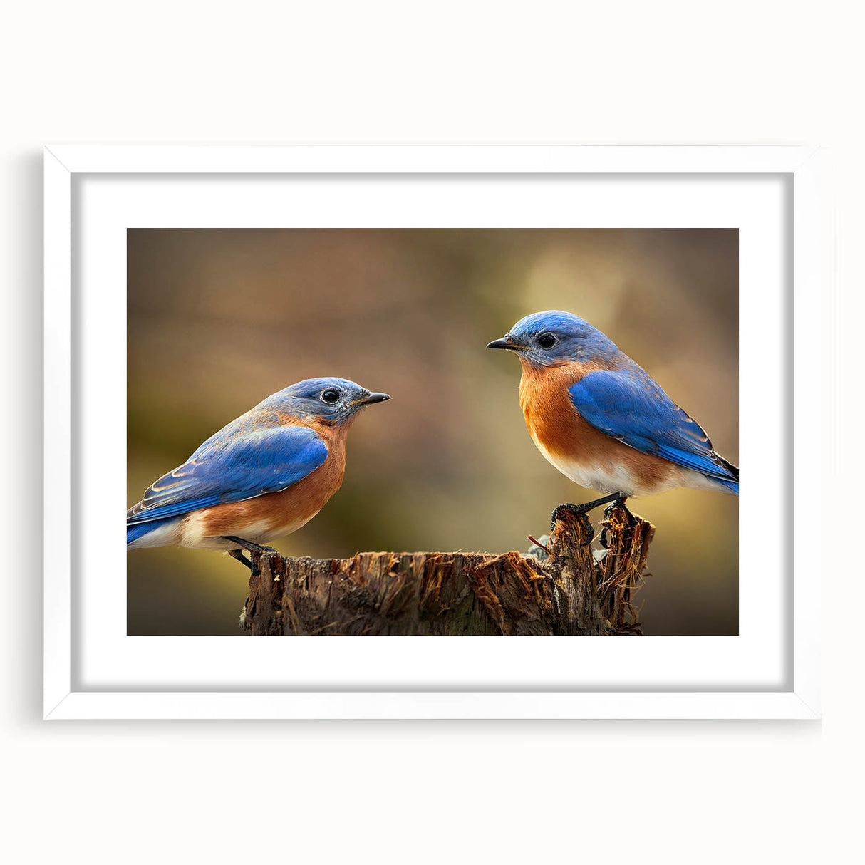 Framed wall art featuring a vibrant garden birds design, elegantly matted in white, perfect for enhancing home decor and adding a touch of nature.