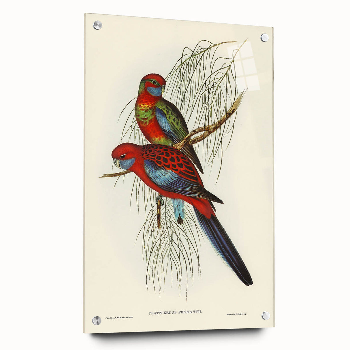 Classic Romantic Paintings: Pennant's Parakeet - Romantic Art Prints