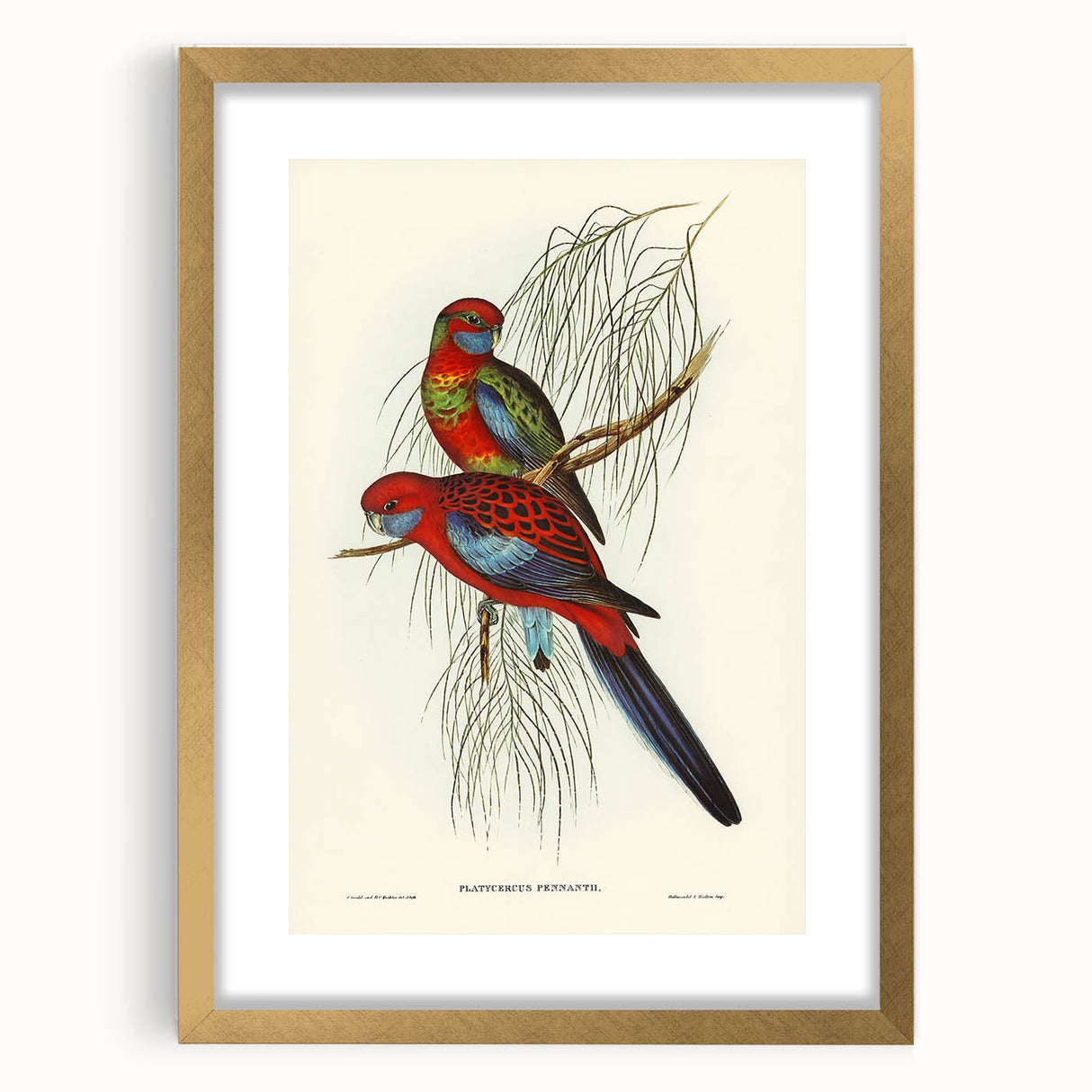 Classic Romantic Paintings: Pennant's Parakeet - Romantic Art Prints