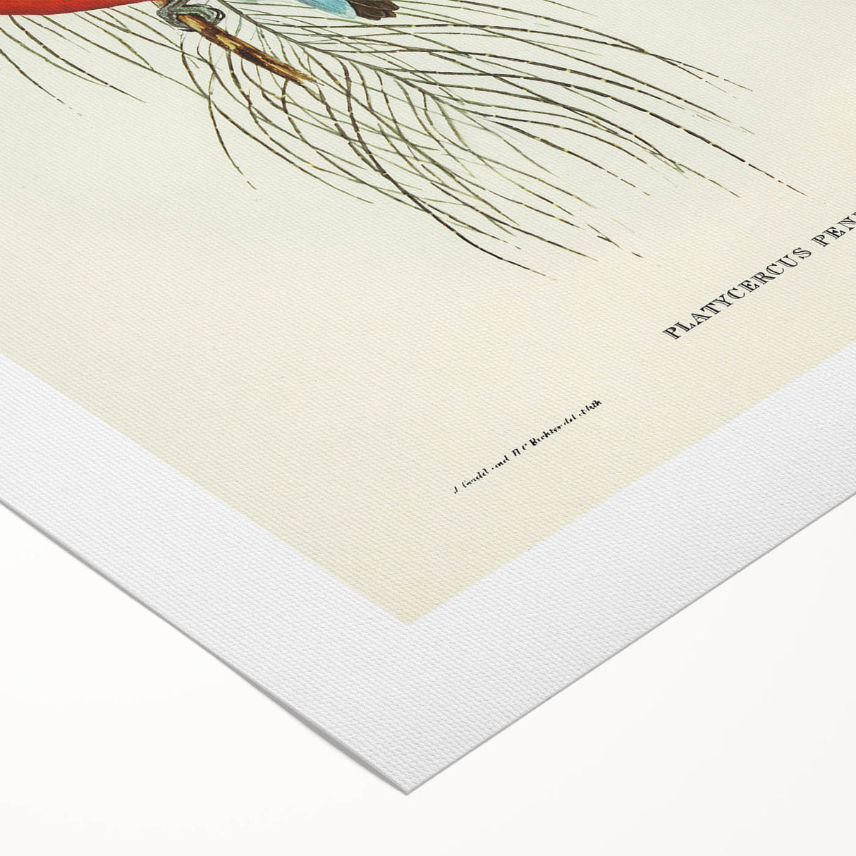 Classic Romantic Paintings: Pennant's Parakeet - Romantic Art Prints