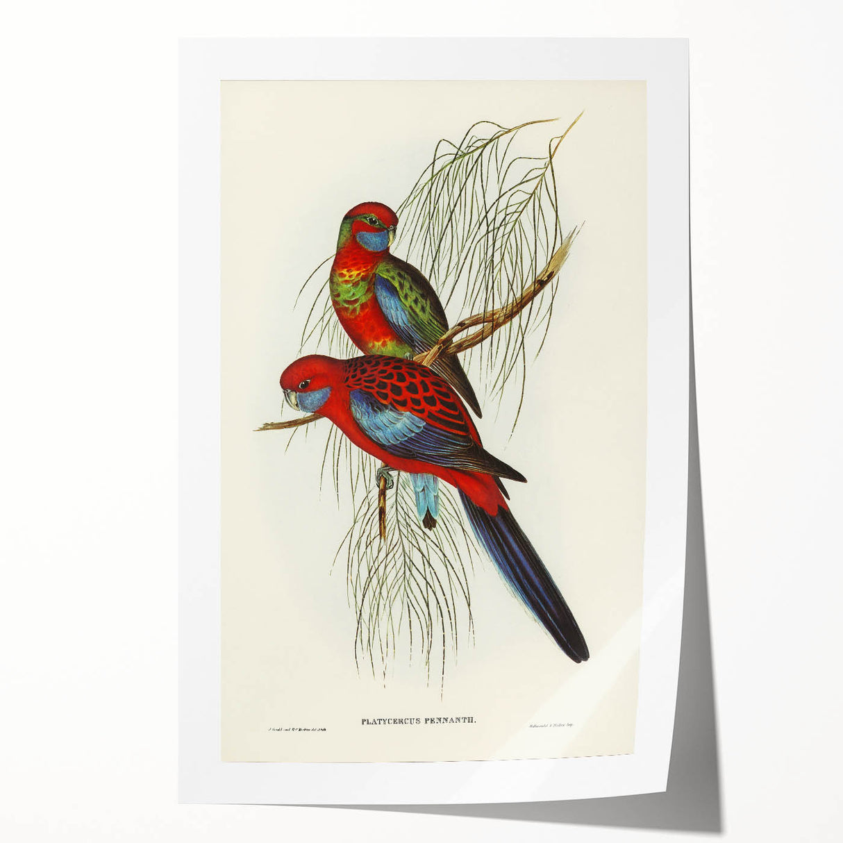 Classic Romantic Paintings: Pennant's Parakeet - Romantic Art Prints