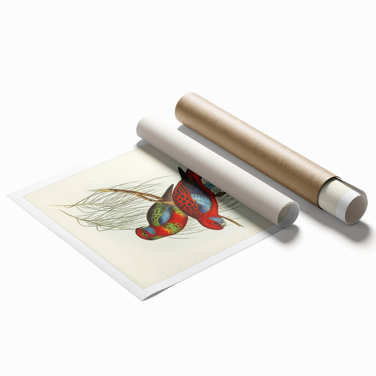 Classic Romantic Paintings: Pennant's Parakeet - Romantic Art Prints