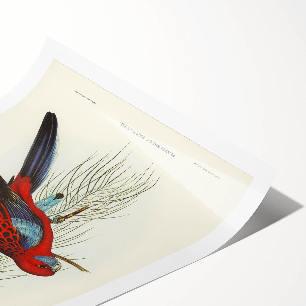 Classic Romantic Paintings: Pennant's Parakeet - Romantic Art Prints