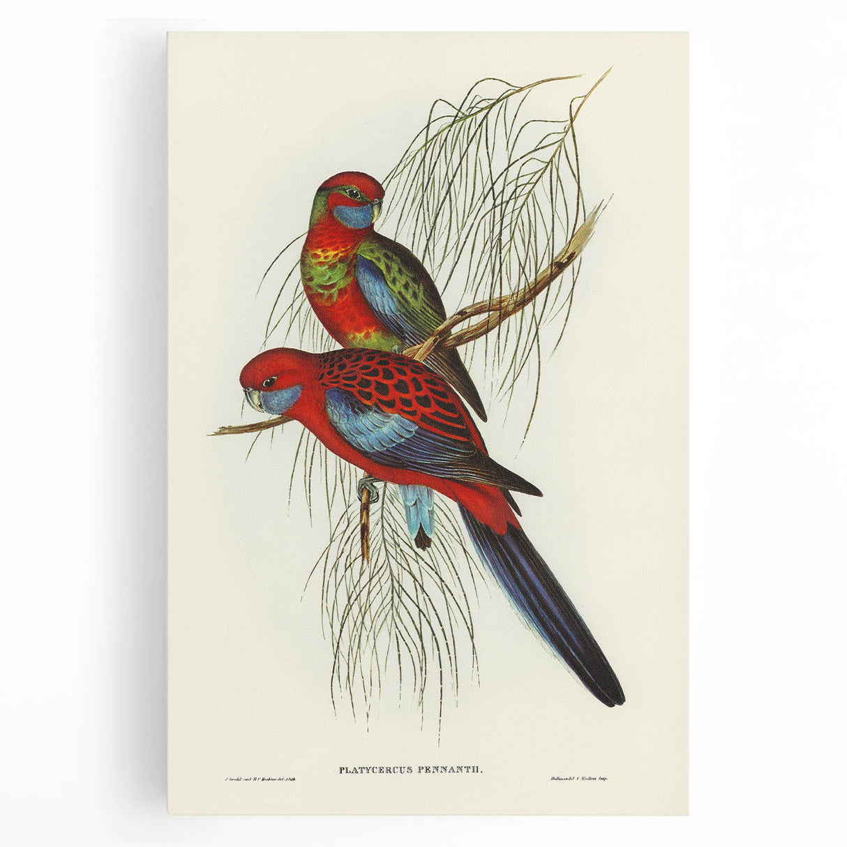 Classic Romantic Paintings: Pennant's Parakeet - Romantic Art Prints