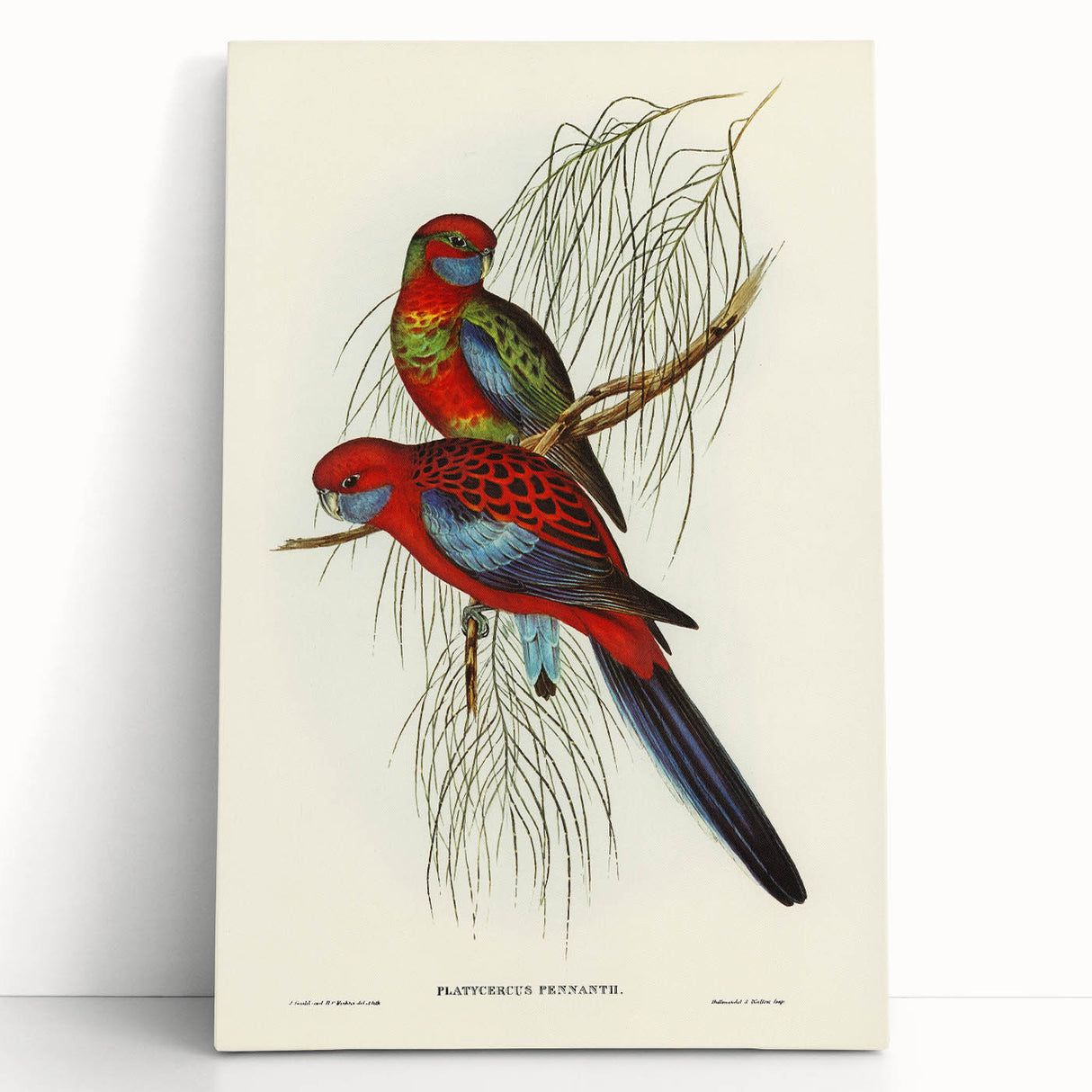 Classic Romantic Paintings: Pennant's Parakeet - Romantic Art Prints