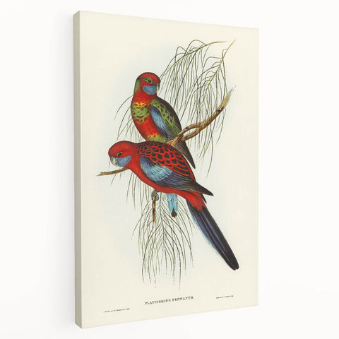 Classic Romantic Paintings: Pennant's Parakeet - Romantic Art Prints