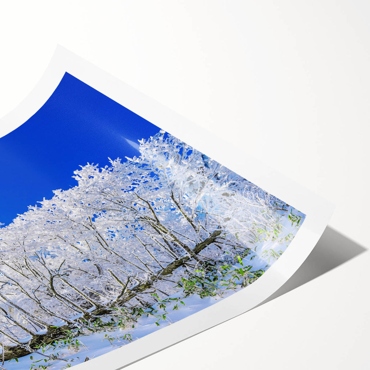 Extra large rolled print featuring line art flowers in monochrome, ideal for large living room wall art.