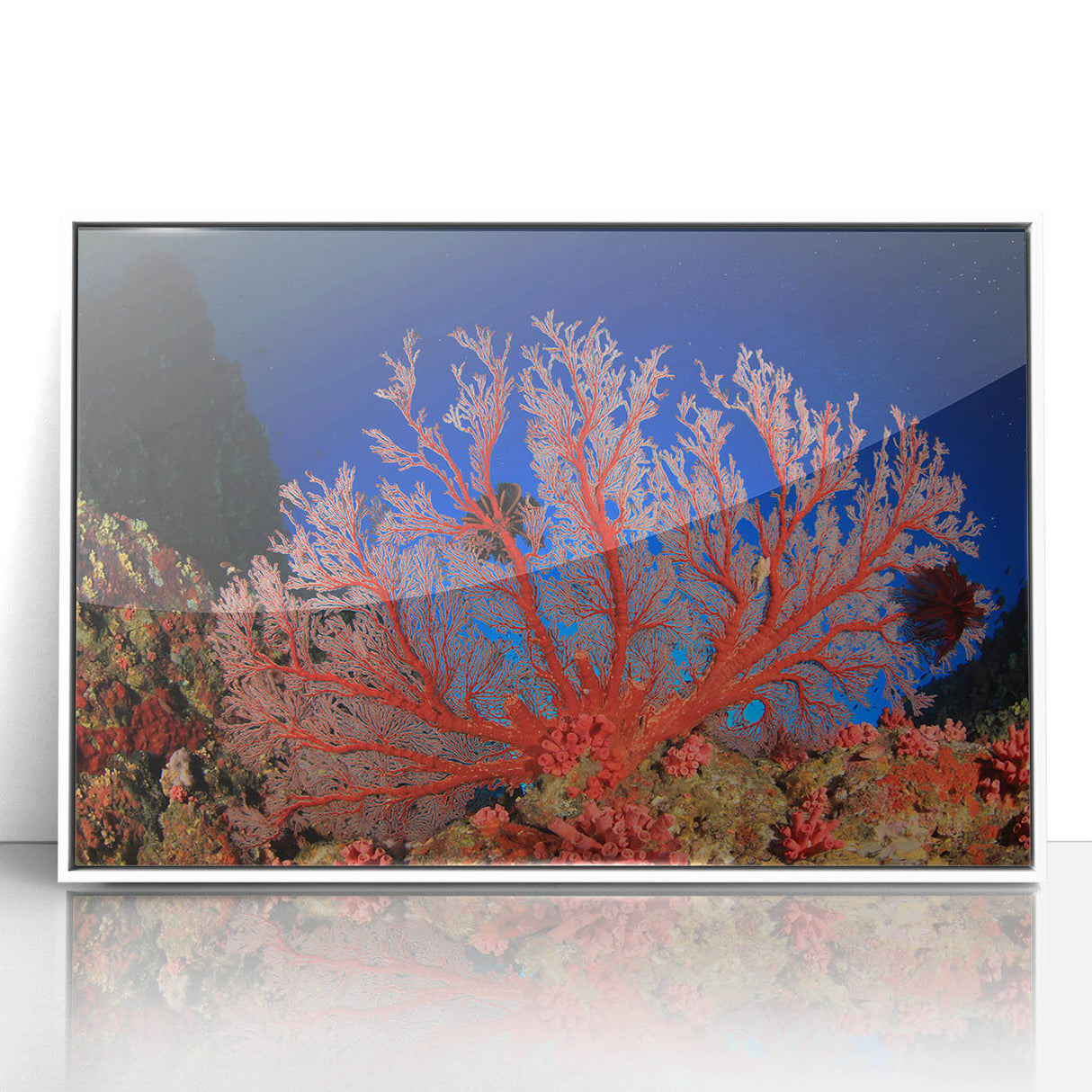 Large art print of the Great Barrier Reef on a white framed acrylic, featuring vibrant underwater colors.