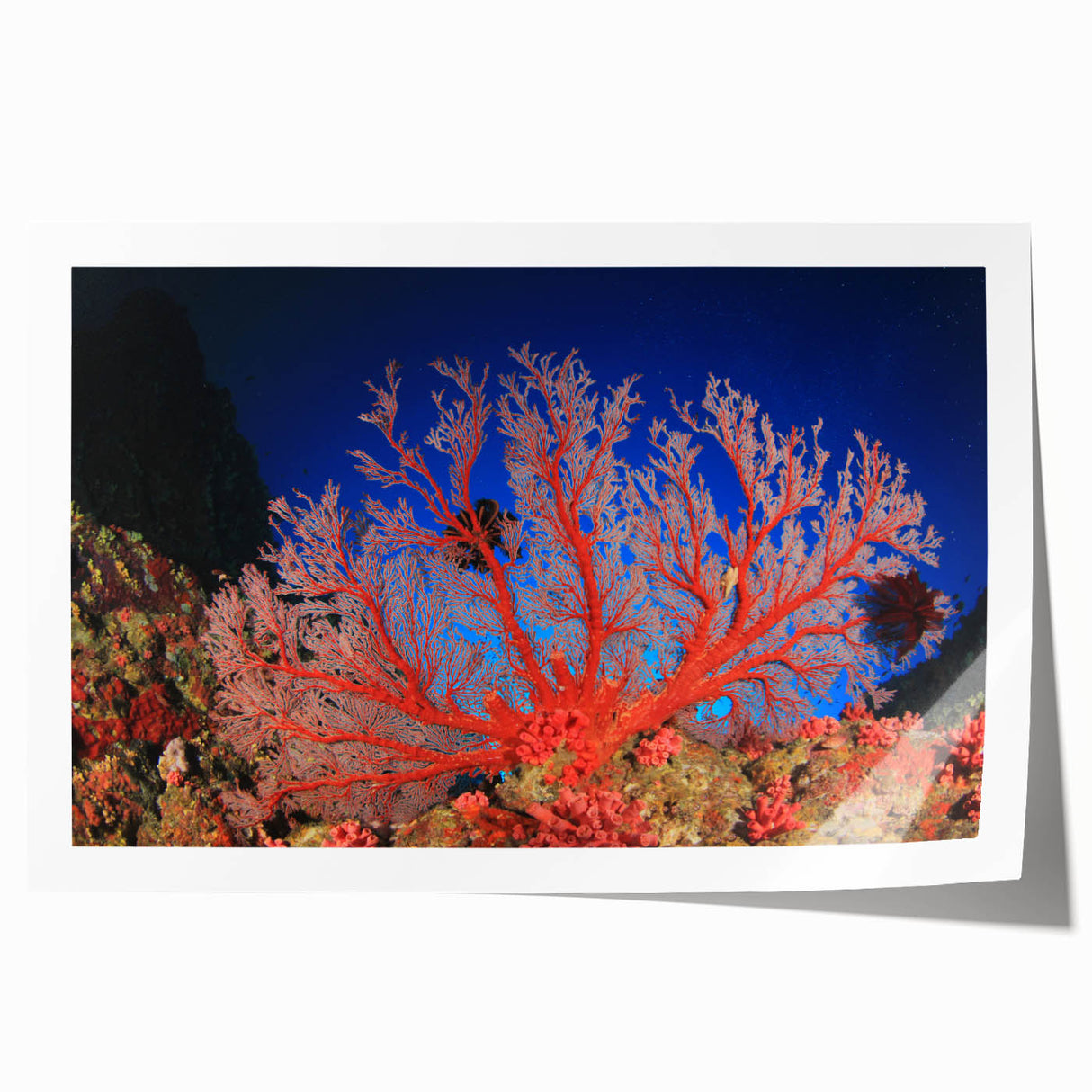 Extra large rolled print depicting the Great Barrier Reef in vibrant blue and green tones.