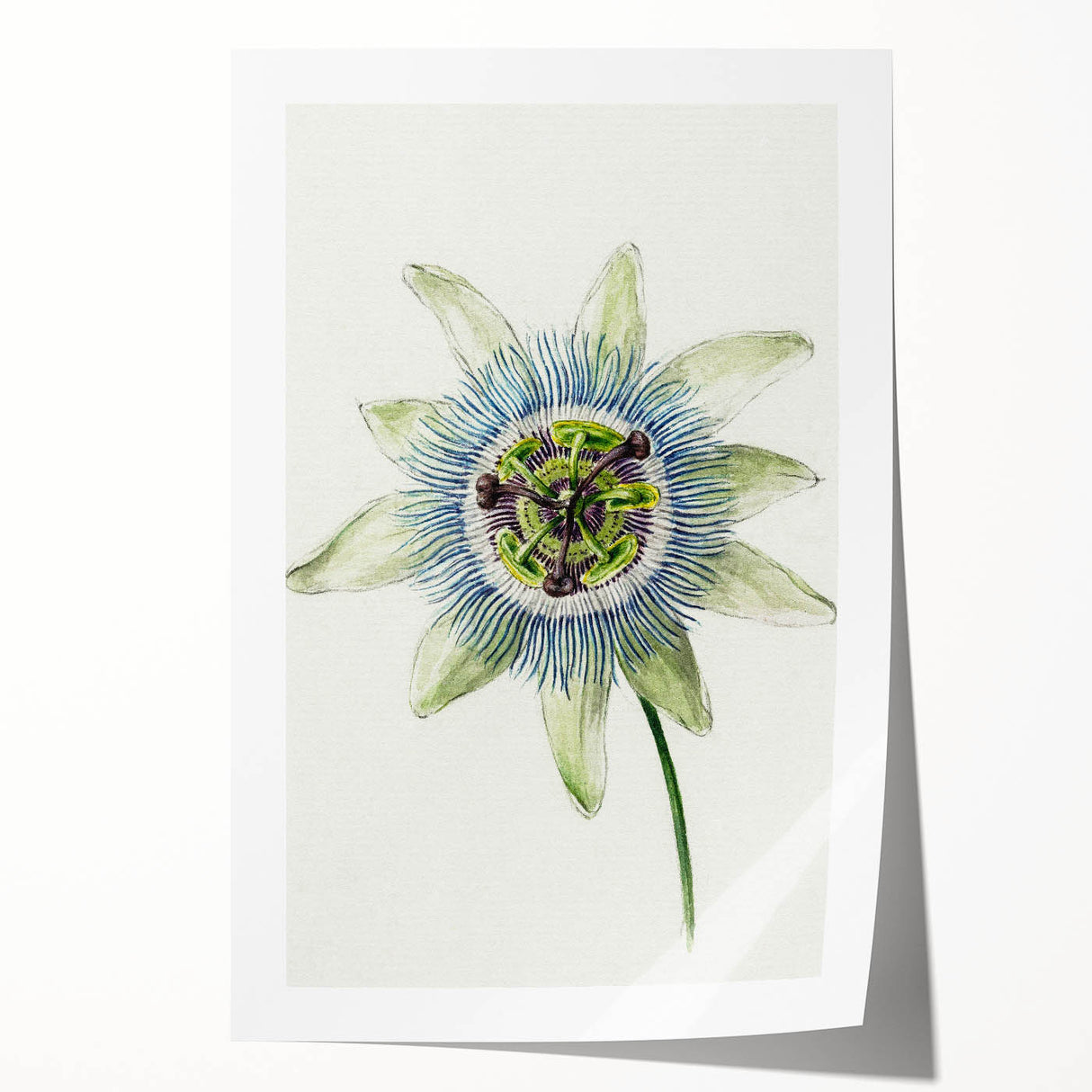 Famous Romantic Era Art: Passion Flower - Romantic Floral Canvas