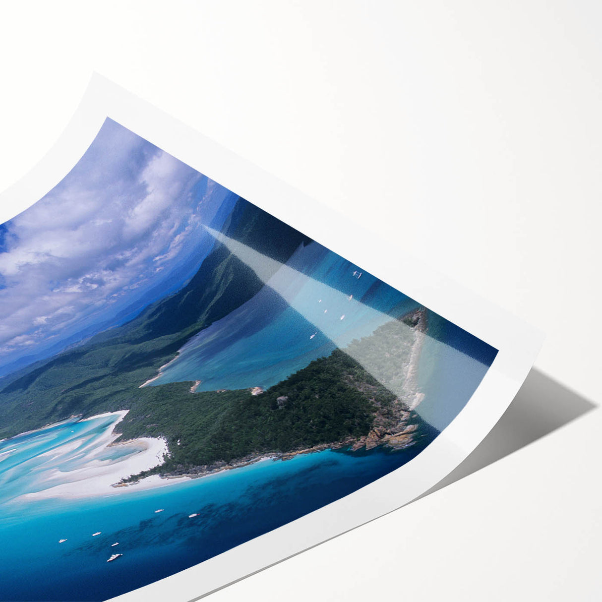 Extra large wall art featuring line art flowers in monochrome tones on rolled print, ideal for large living room wall decor.