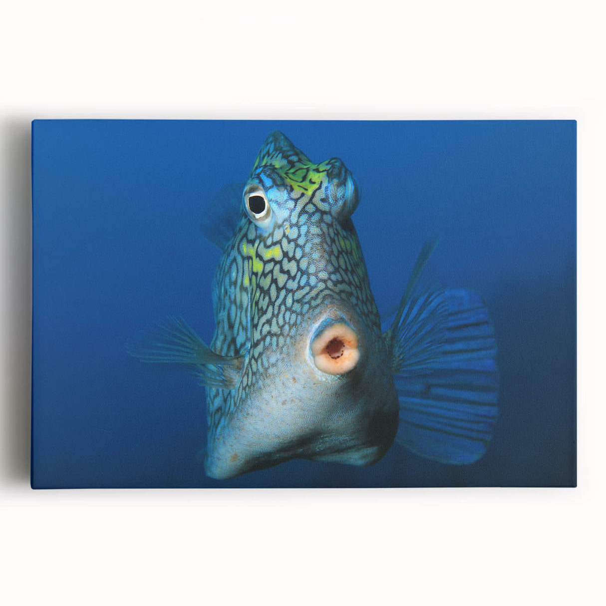 Black and white photograph of a Caribbean Aruba scenery on stretched canvas, ideal for kitchen wall art.