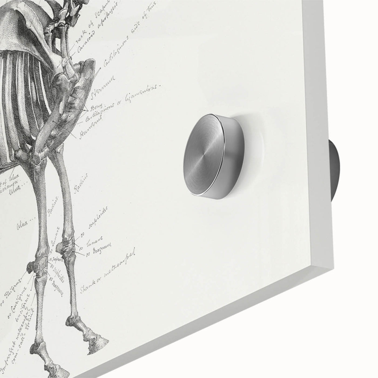 Modern Wall Art – Anatomical Art of Horse Skeleton