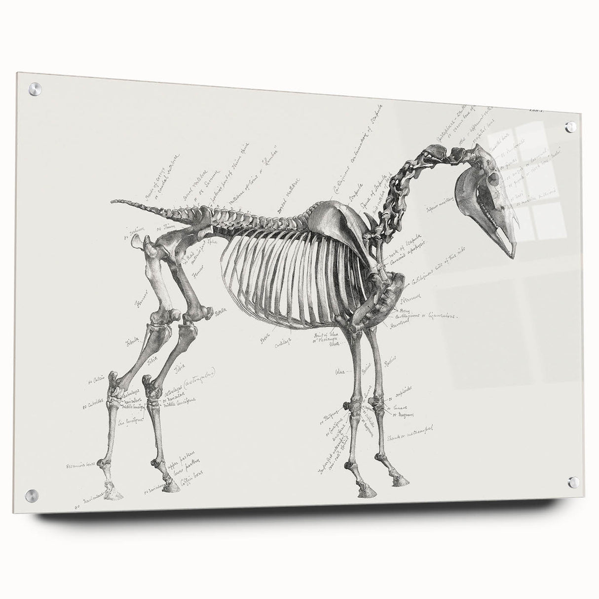 Modern Wall Art – Anatomical Art of Horse Skeleton