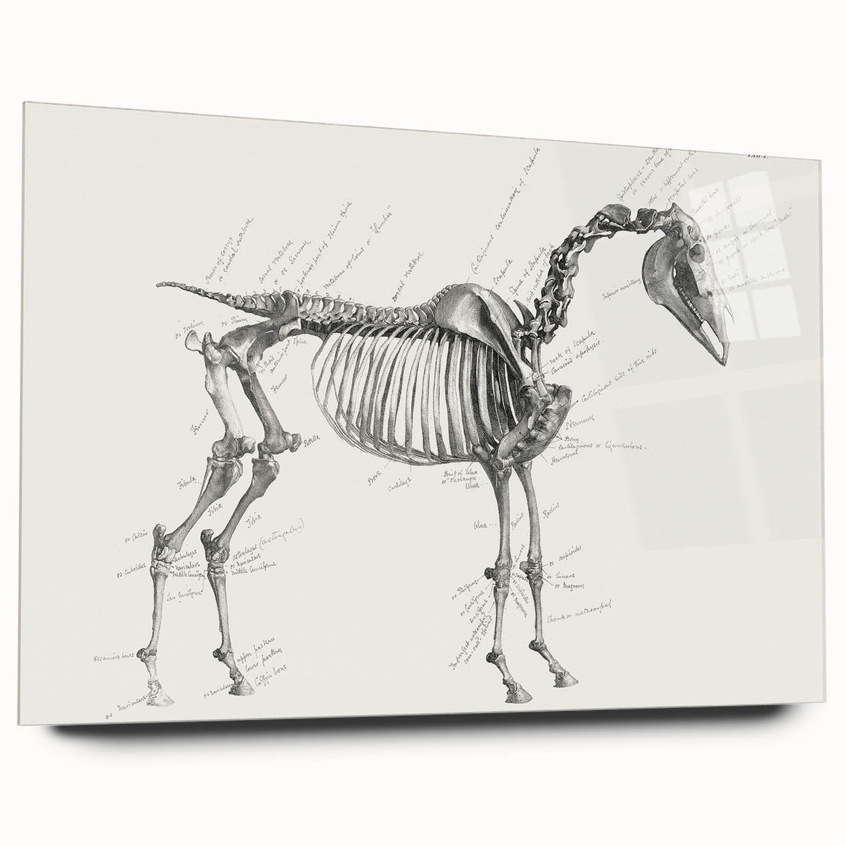 Modern Wall Art – Anatomical Art of Horse Skeleton