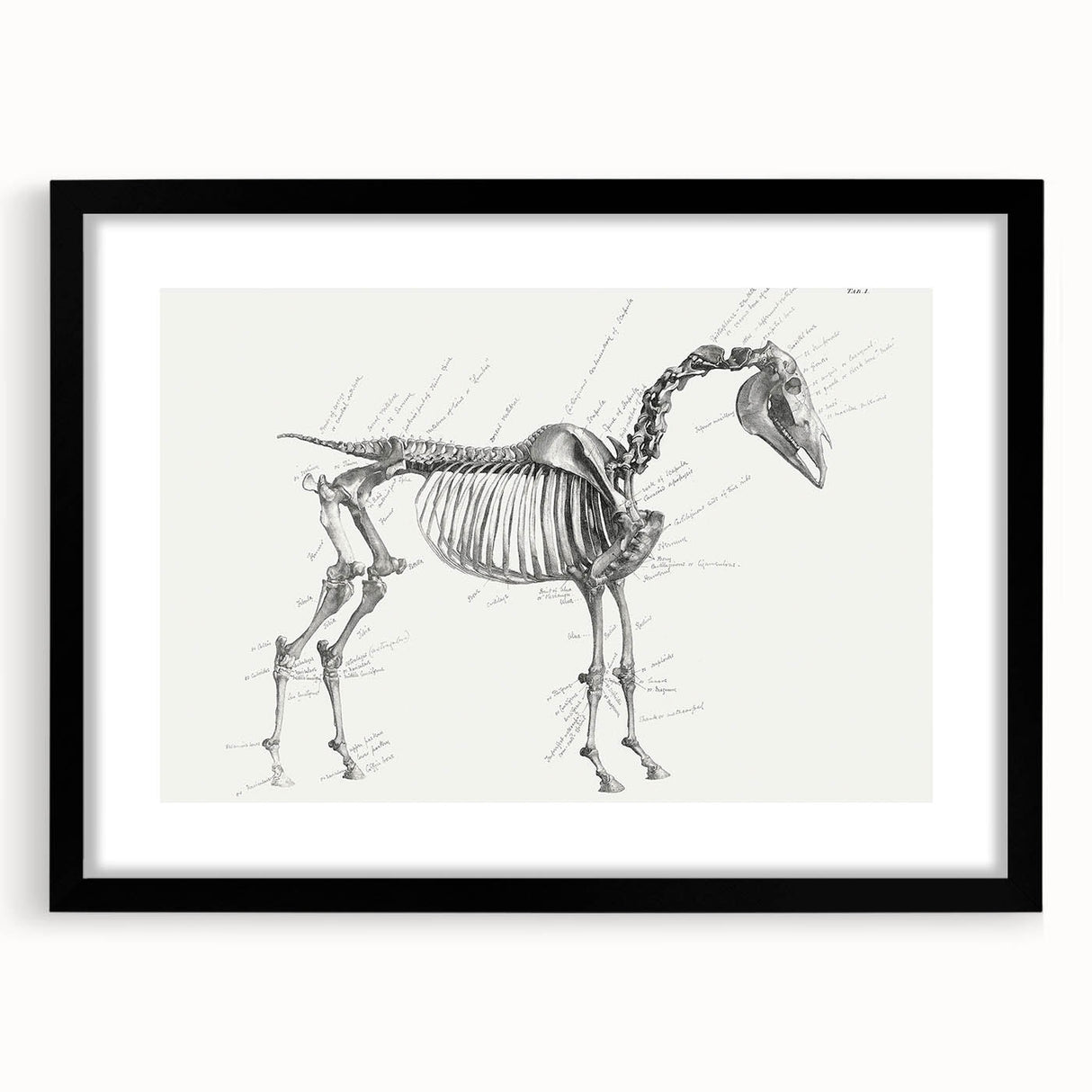 Modern Wall Art – Anatomical Art of Horse Skeleton