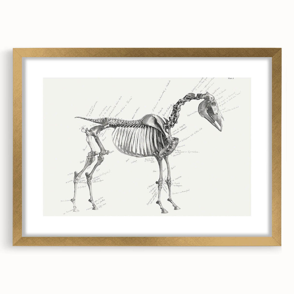 Modern Wall Art – Anatomical Art of Horse Skeleton