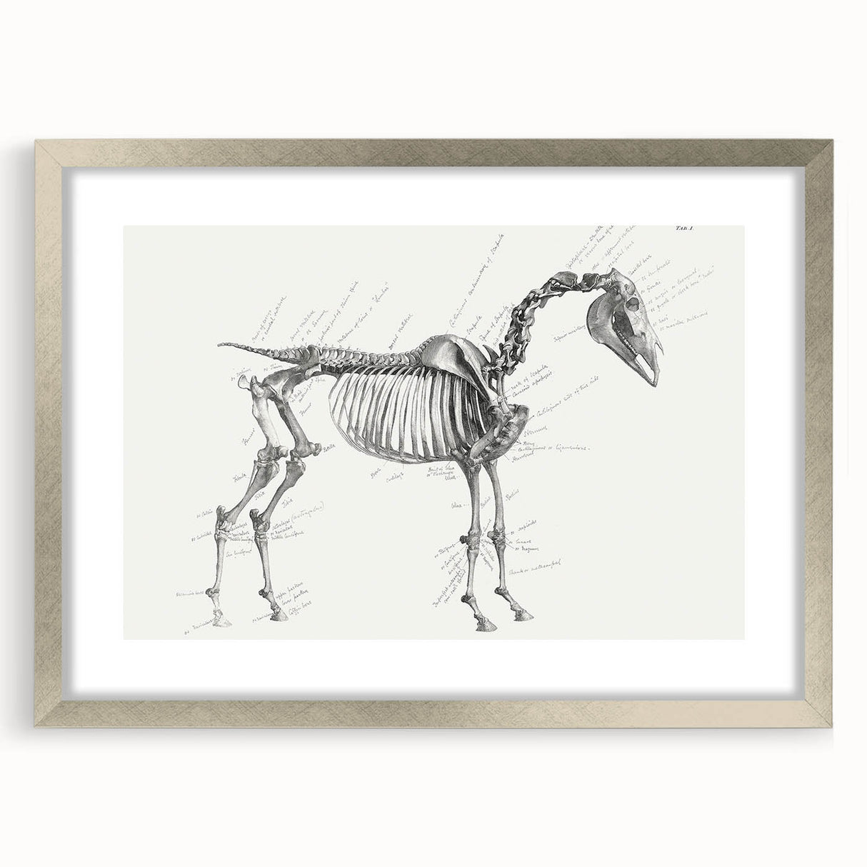 Modern Wall Art – Anatomical Art of Horse Skeleton