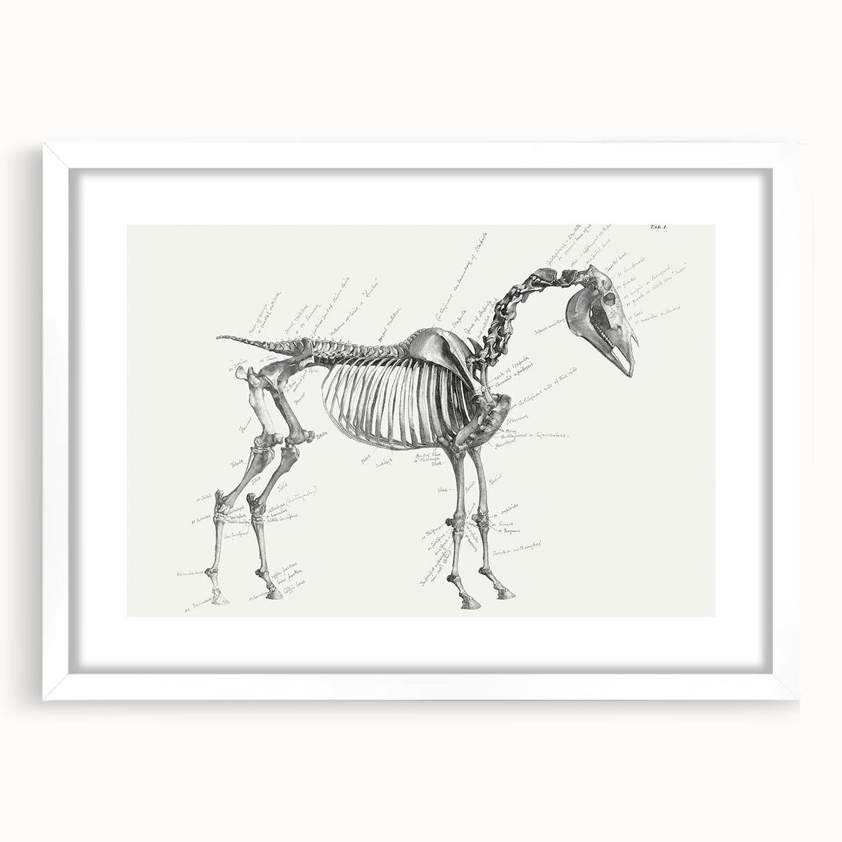 Modern Wall Art – Anatomical Art of Horse Skeleton