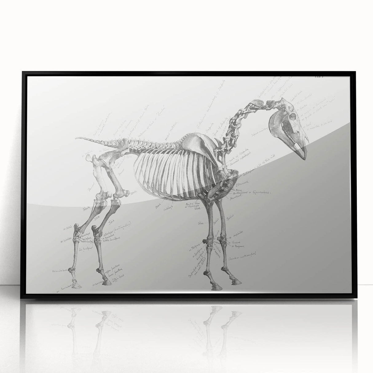 Modern Wall Art – Anatomical Art of Horse Skeleton