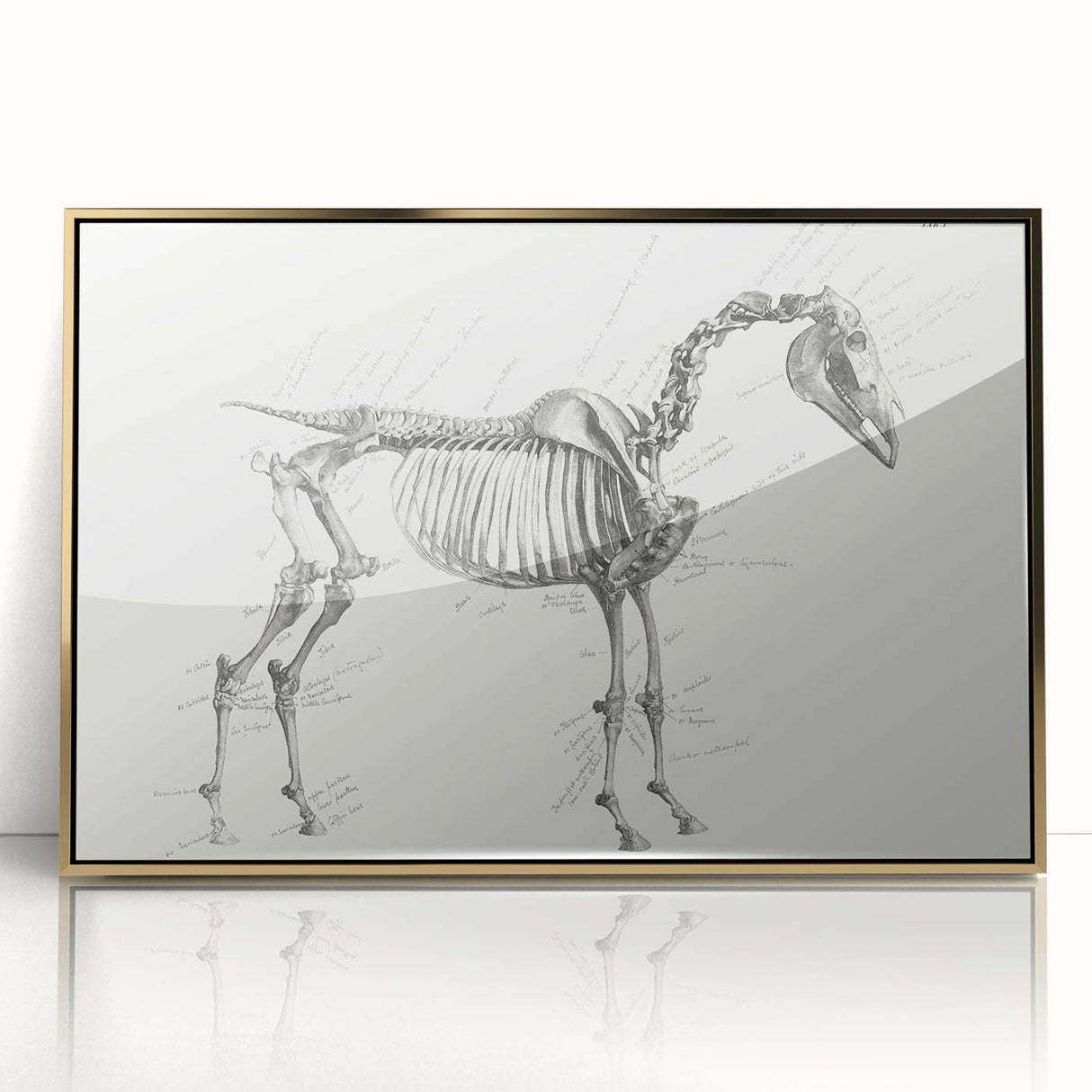 Modern Wall Art – Anatomical Art of Horse Skeleton