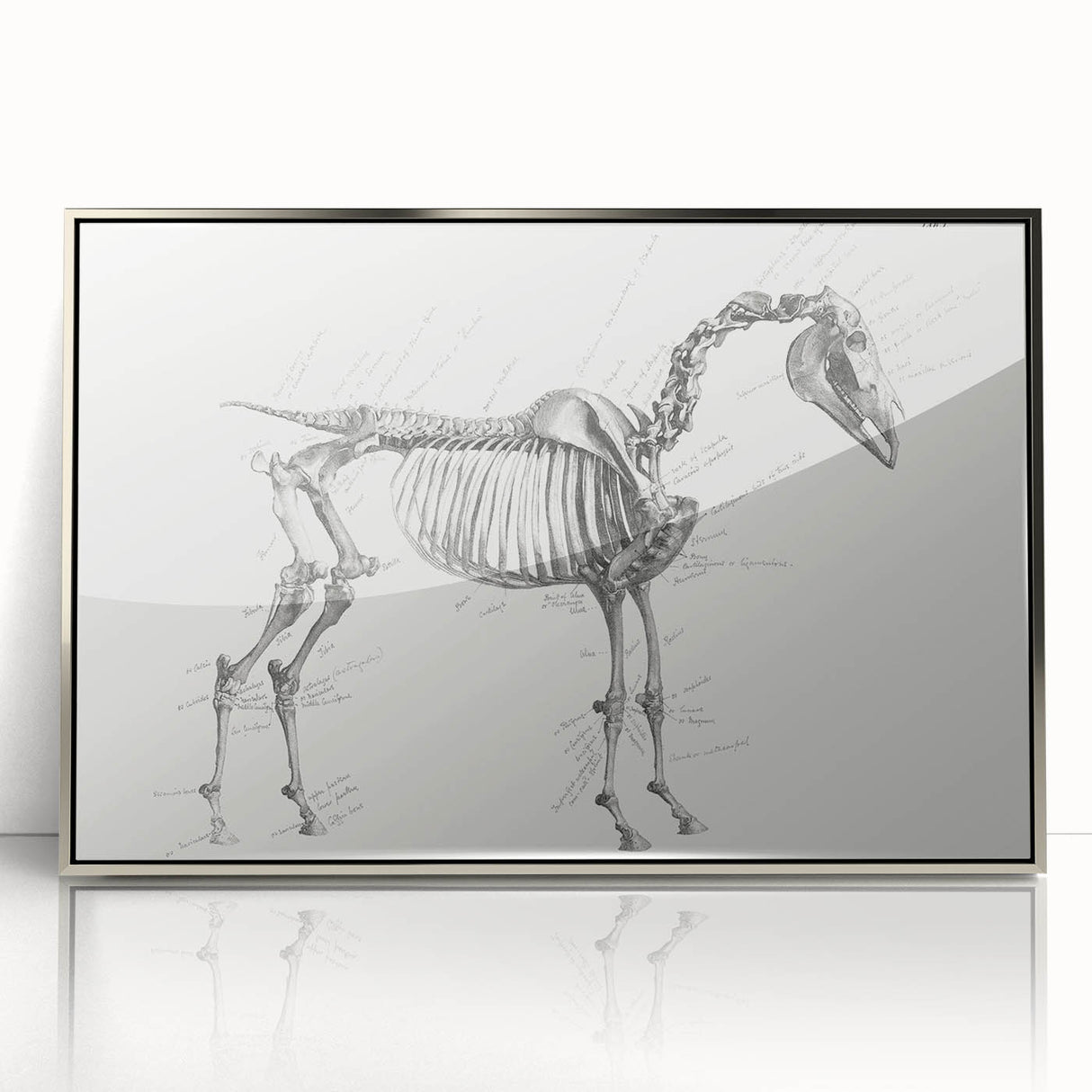 Modern Wall Art – Anatomical Art of Horse Skeleton