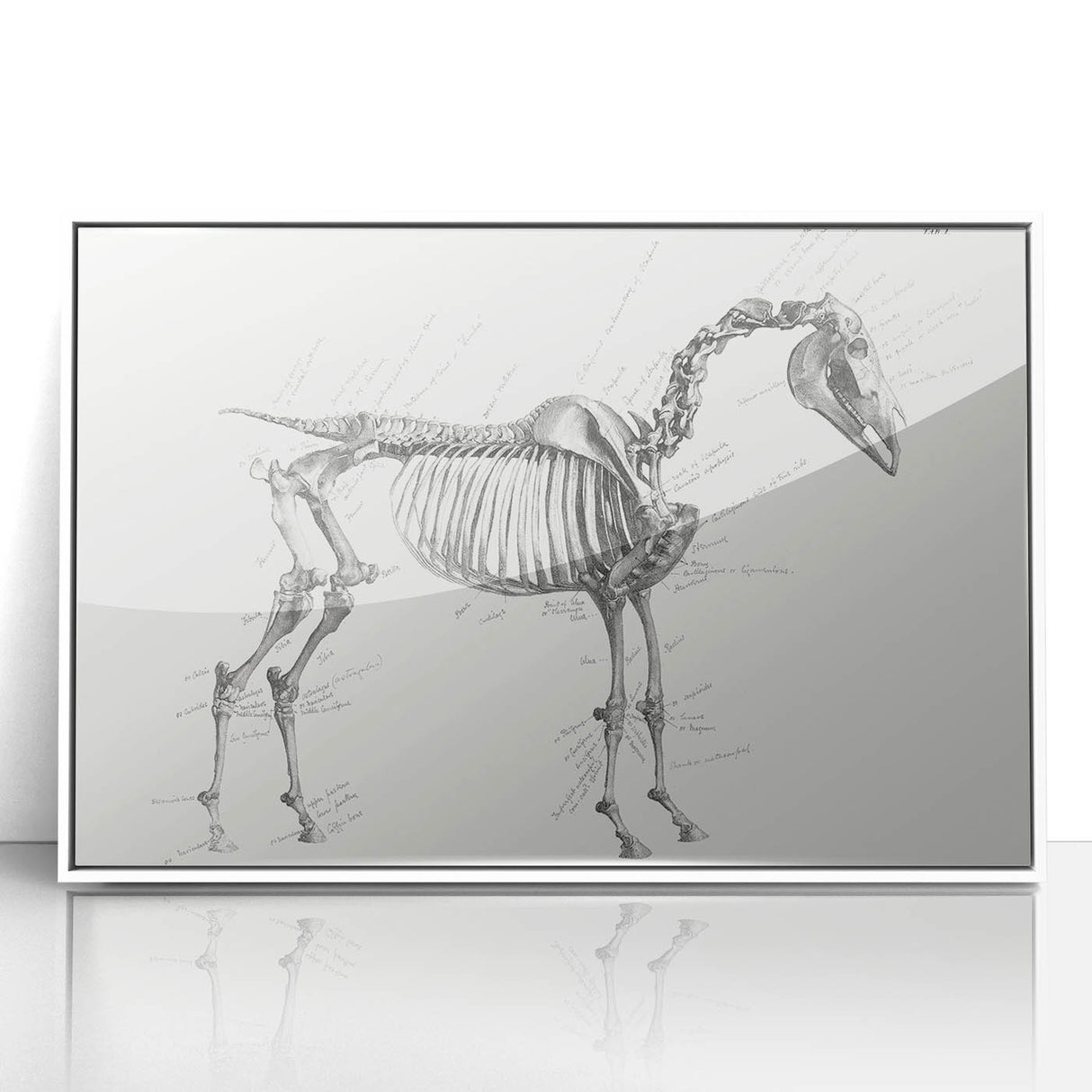 Modern Wall Art – Anatomical Art of Horse Skeleton