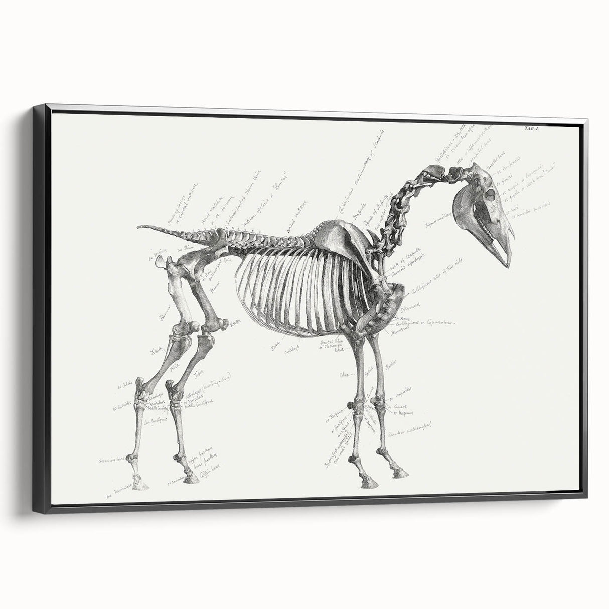 Modern Wall Art – Anatomical Art of Horse Skeleton