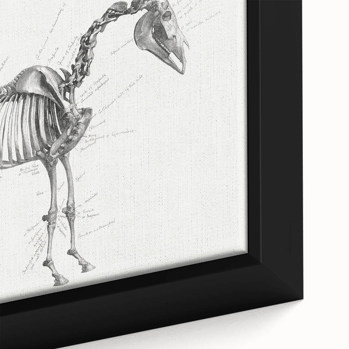 Modern Wall Art – Anatomical Art of Horse Skeleton
