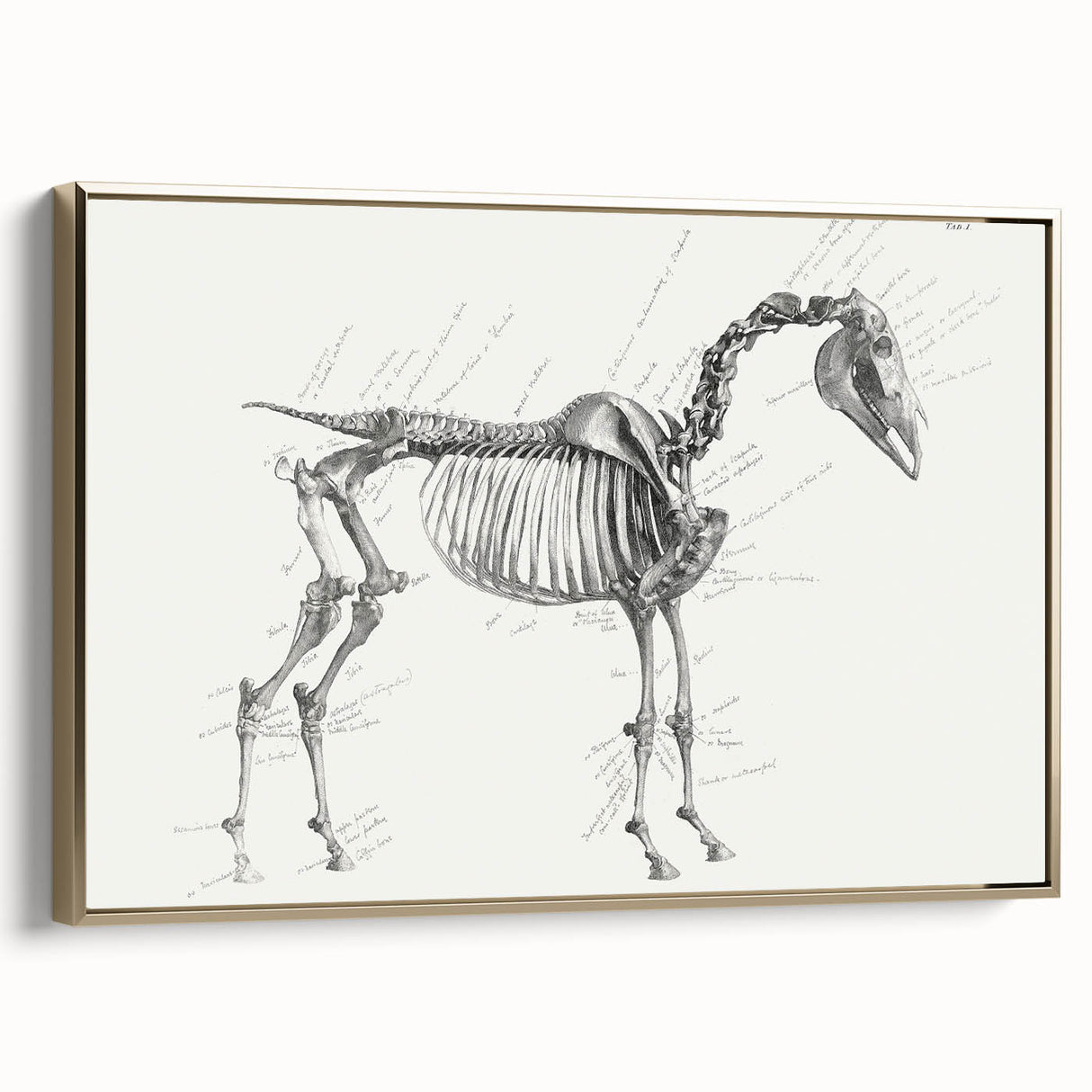 Modern Wall Art – Anatomical Art of Horse Skeleton