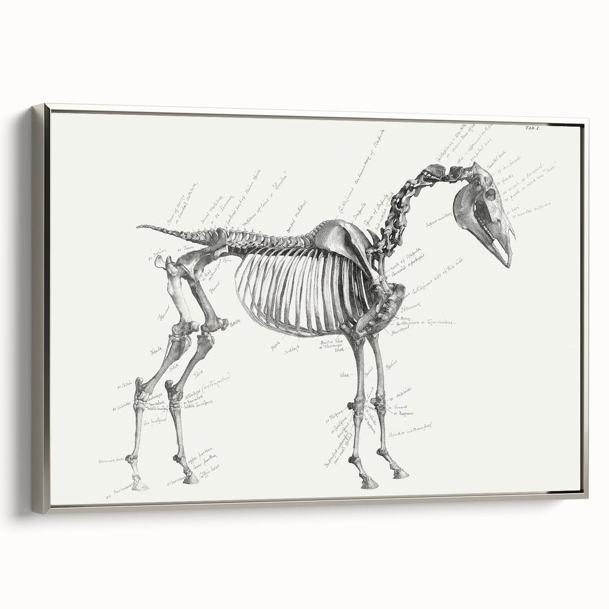 Modern Wall Art – Anatomical Art of Horse Skeleton
