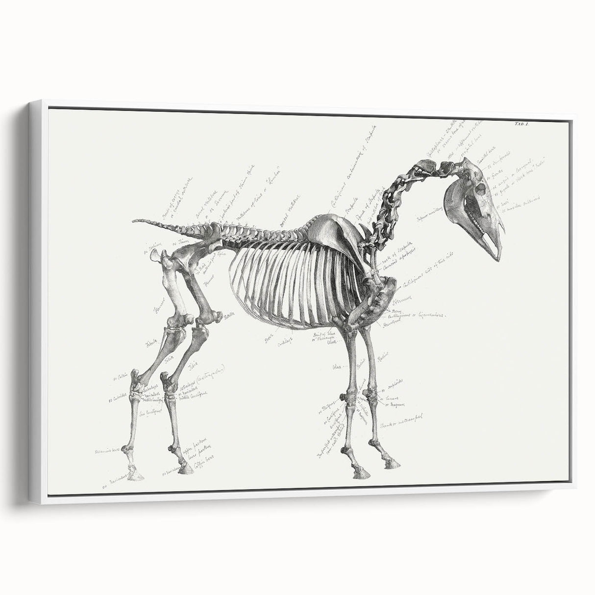Modern Wall Art – Anatomical Art of Horse Skeleton