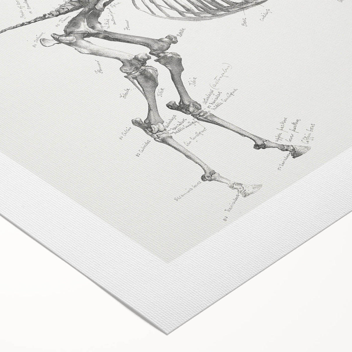 Modern Wall Art – Anatomical Art of Horse Skeleton