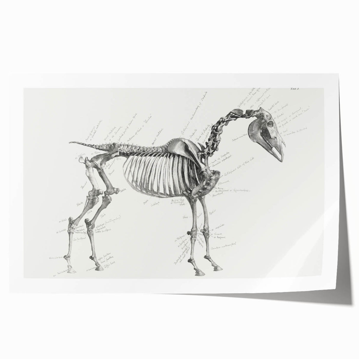 Modern Wall Art – Anatomical Art of Horse Skeleton