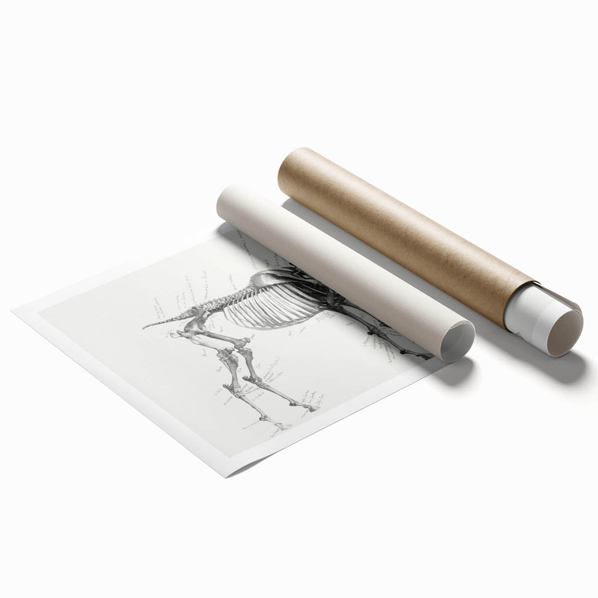 Modern Wall Art – Anatomical Art of Horse Skeleton