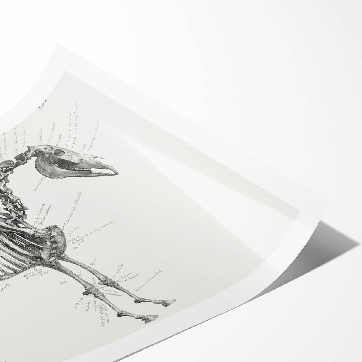 Modern Wall Art – Anatomical Art of Horse Skeleton