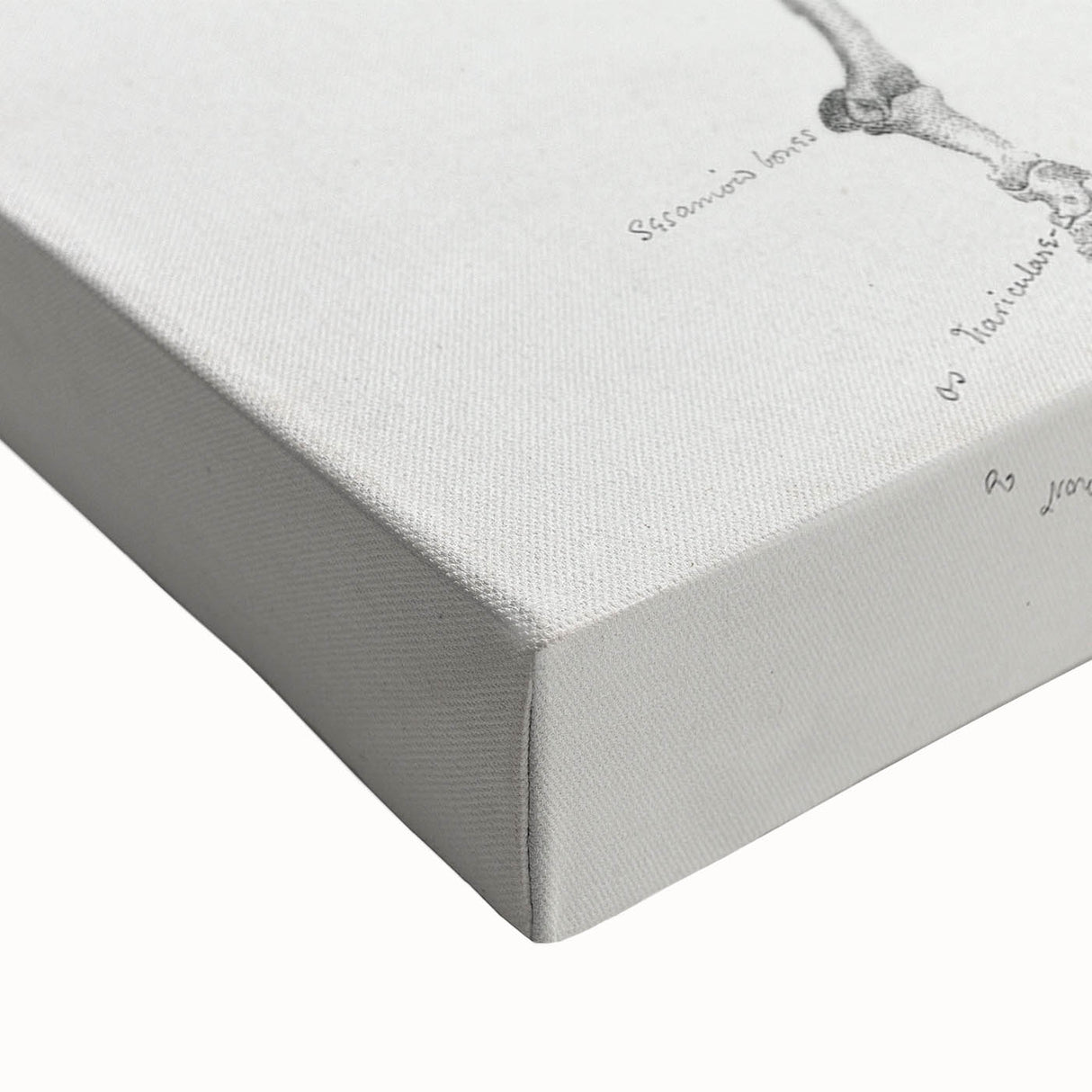 Modern Wall Art – Anatomical Art of Horse Skeleton