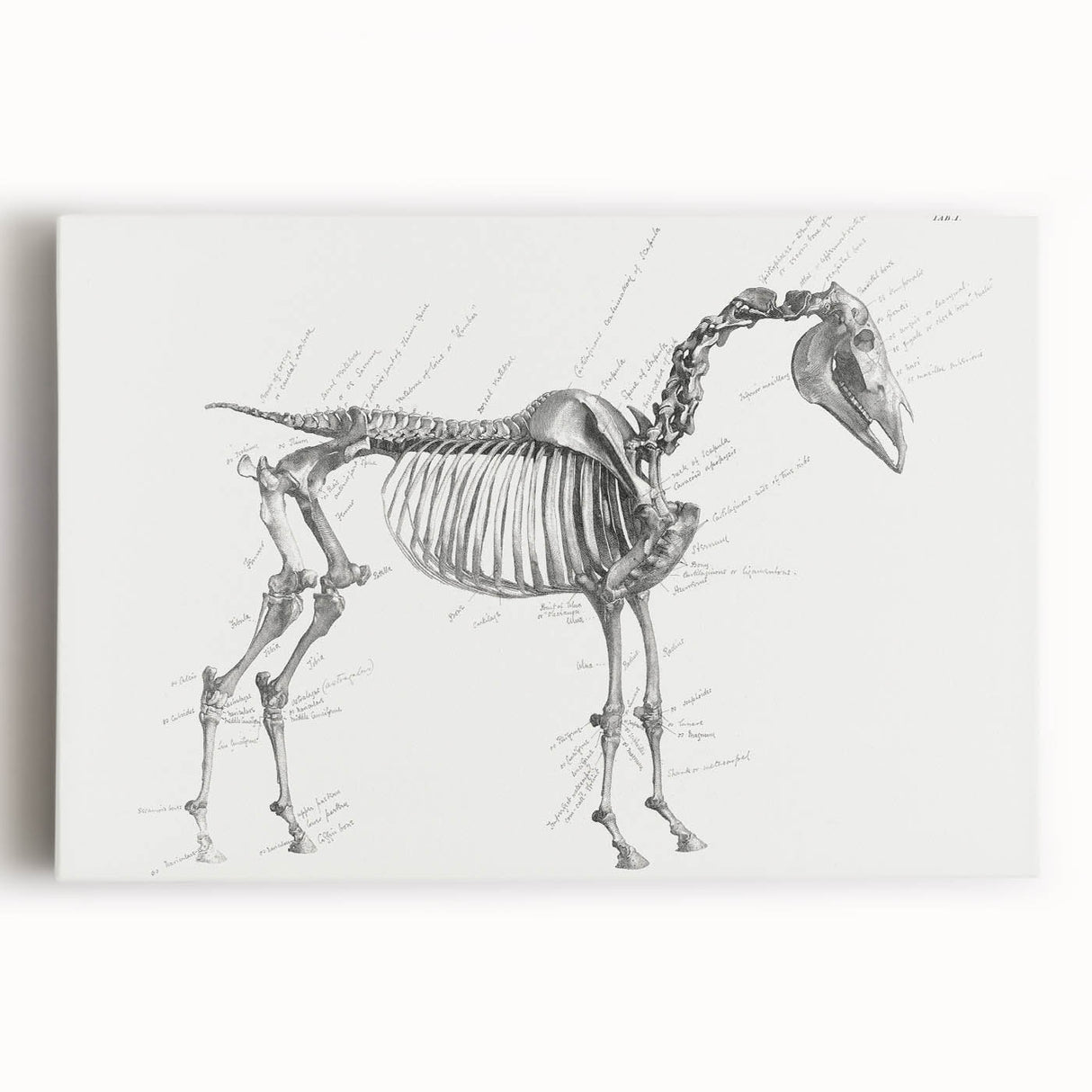 Modern Wall Art – Anatomical Art of Horse Skeleton