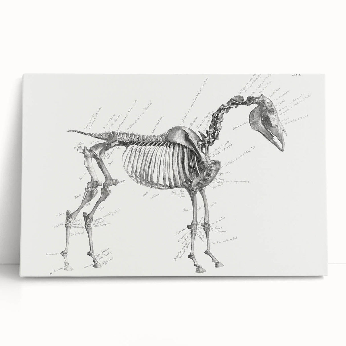 Modern Wall Art – Anatomical Art of Horse Skeleton