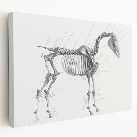Modern Wall Art – Anatomical Art of Horse Skeleton