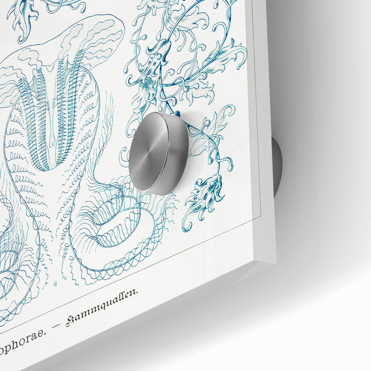 Modern Marine-Inspired Wall Art – Abstract Ctenophore Design