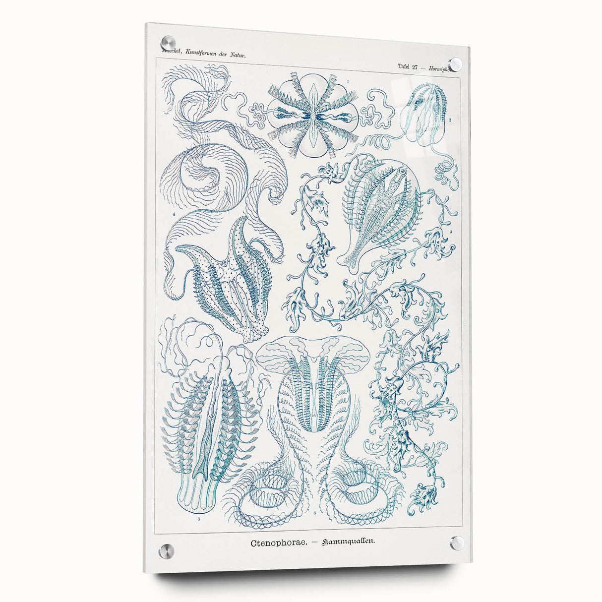 Modern Marine-Inspired Wall Art – Abstract Ctenophore Design