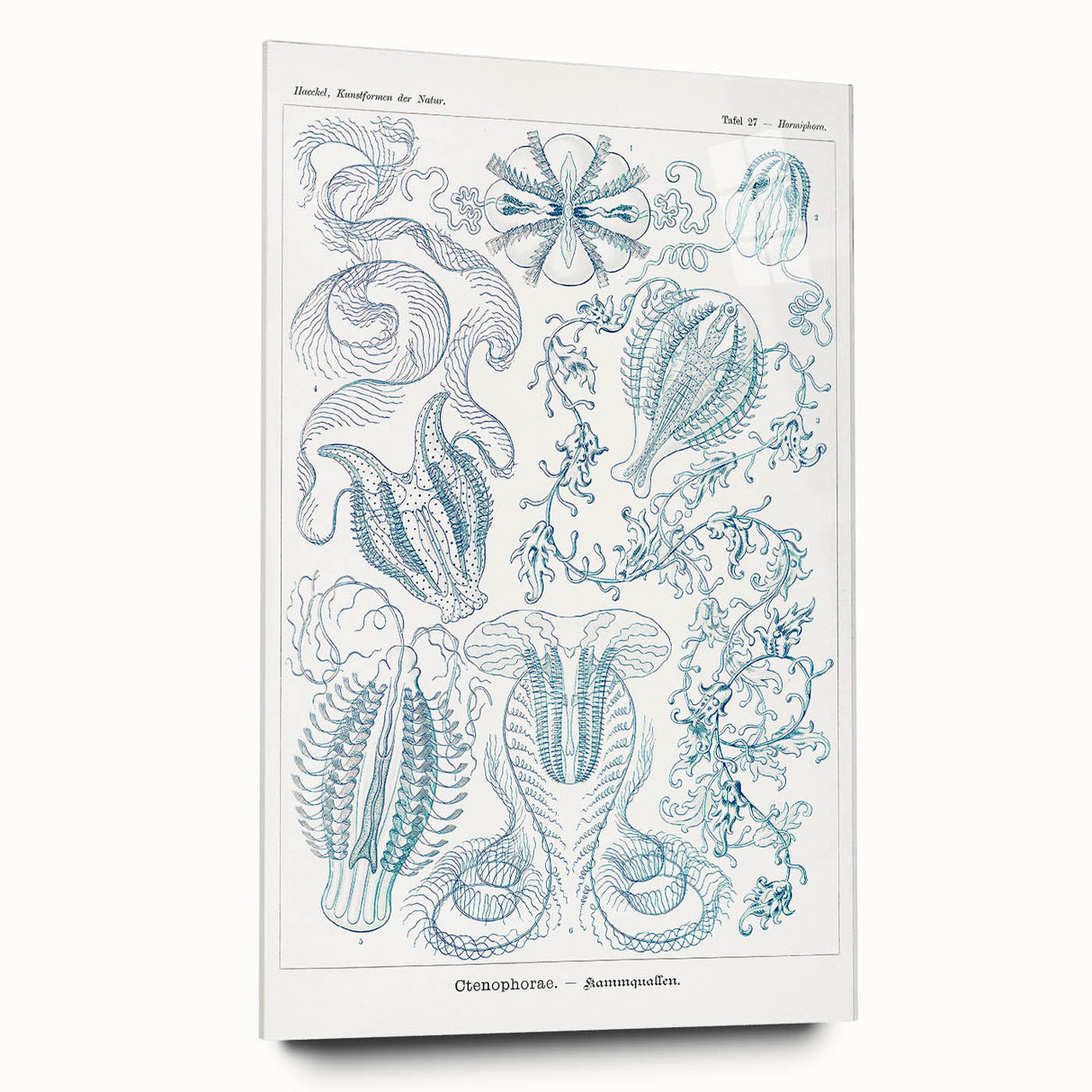 Modern Marine-Inspired Wall Art – Abstract Ctenophore Design
