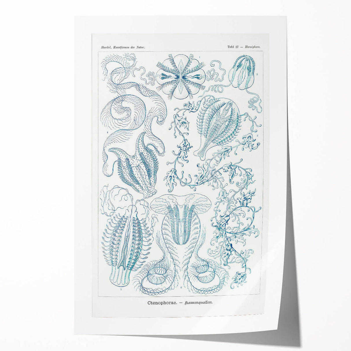 Modern Marine-Inspired Wall Art – Abstract Ctenophore Design
