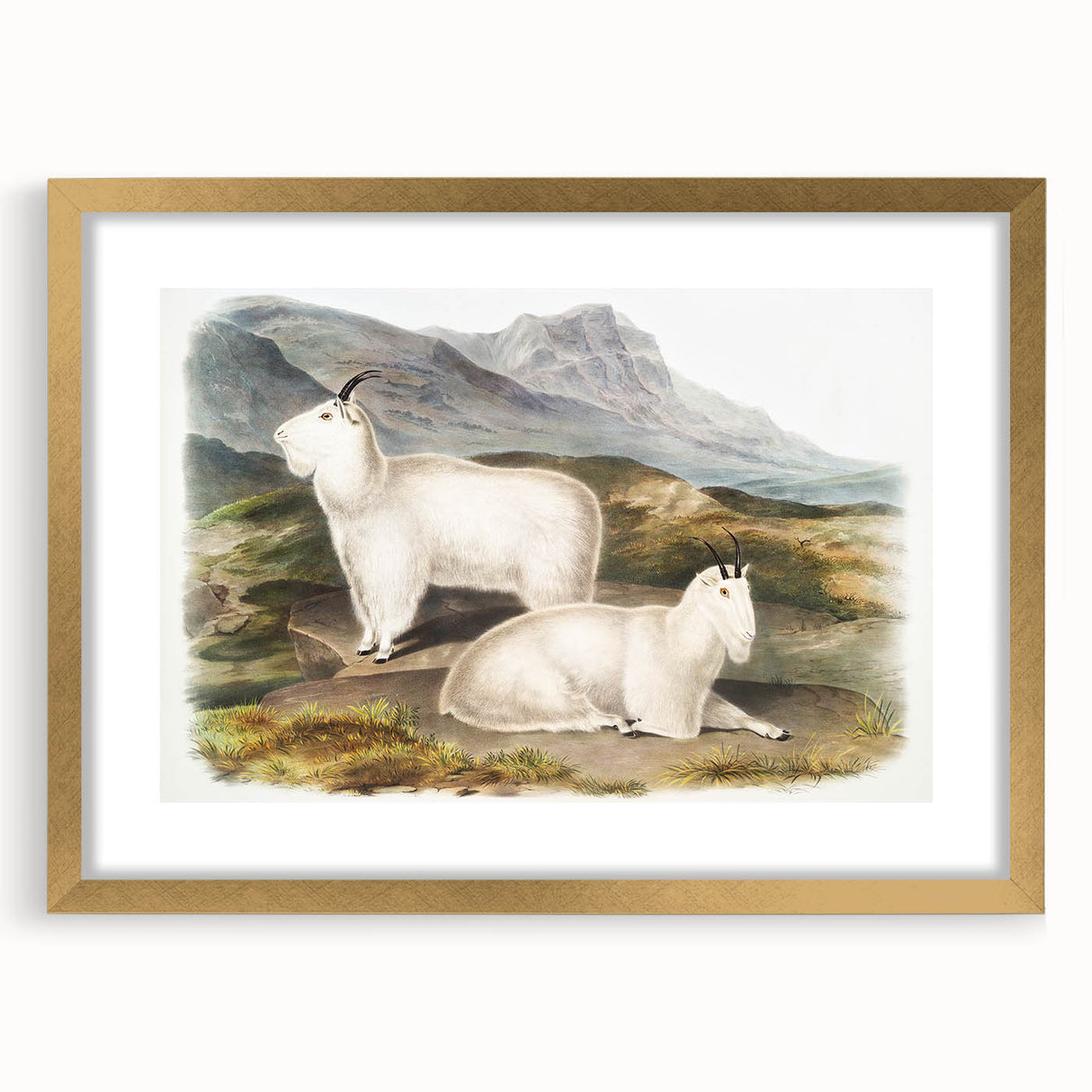 Romanticism Art - Rocky Mountain Goat Print by Audubon