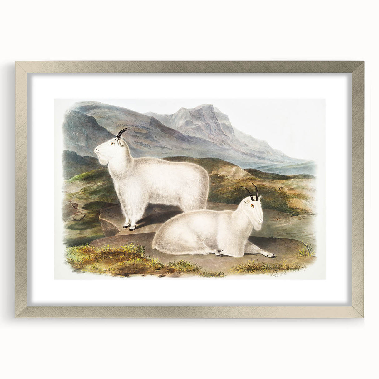 Romanticism Art - Rocky Mountain Goat Print by Audubon