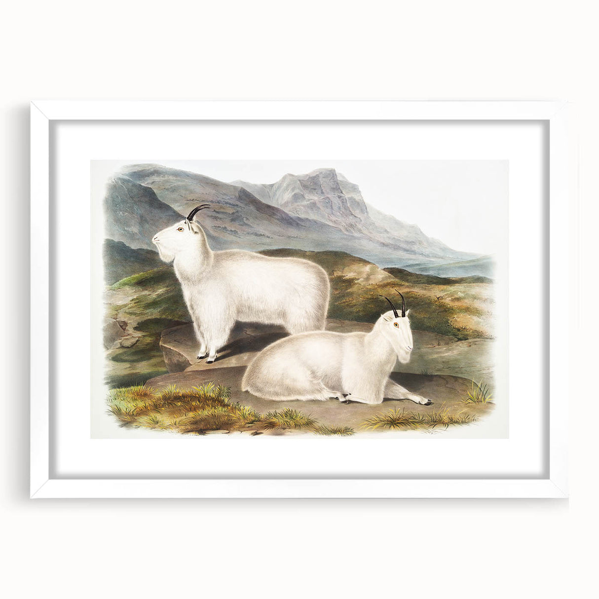Romanticism Art - Rocky Mountain Goat Print by Audubon