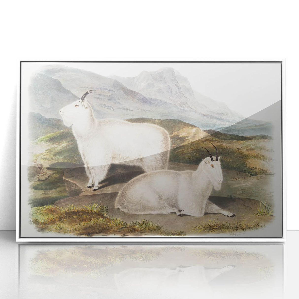 Romanticism Art - Rocky Mountain Goat Print by Audubon