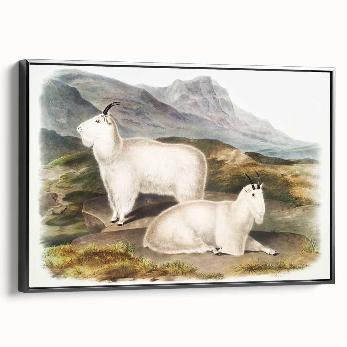 Romanticism Art - Rocky Mountain Goat Print by Audubon