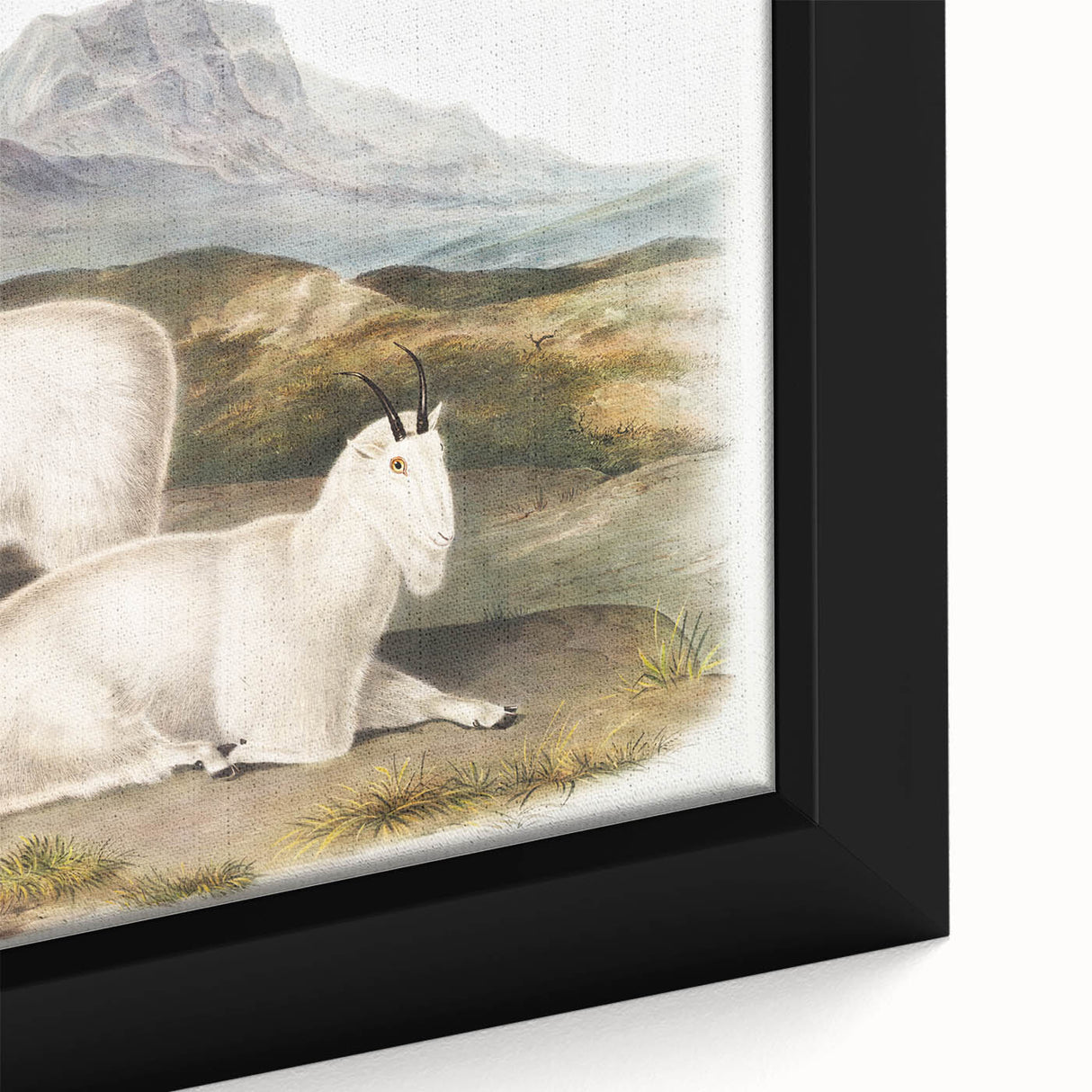 Romanticism Art - Rocky Mountain Goat Print by Audubon